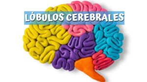 Lóbulos cerebrales