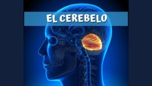 El cerebelo