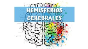Hemisferios cerebrales