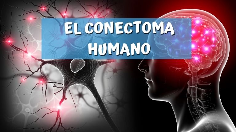 EL CONECTOMA HUMANO