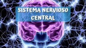 Sistema nervioso central